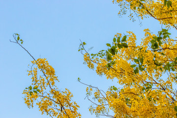 Cassia fistula 