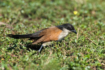 Coucal de Burchell,.Centropus burchellii, Burchell's Coucal, Afrique du Sud