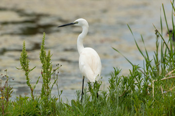 Obraz premium Grande Aigrette,.Ardea alba, Great Egret