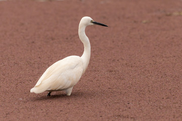 Grande Aigrette,.Ardea alba, Great Egret