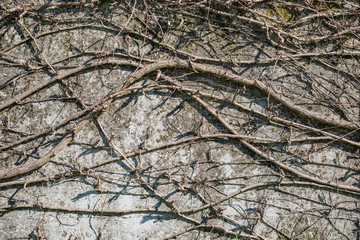 View of stone wall with thin curved branches of a dry tree