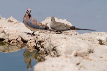 Tourterelle maillée,.Spilopelia senegalensis , Laughing Dove