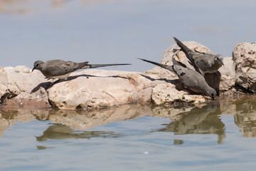 Tourterelle masquée,.Oena capensis, Namaqua Dove