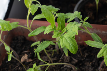 tomato seedlings in a pot on the windowsill
