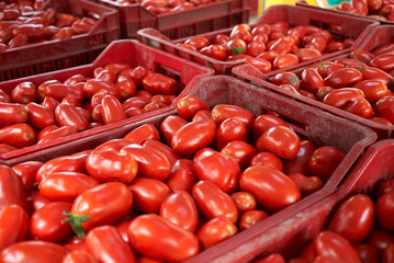 fresh tomatoes for making tomato sauce