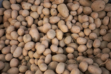 fresh potatoes just collected