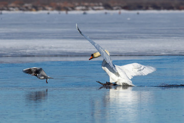 White swans on the lake. The swan flies over water. Blue water and white swan