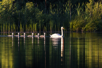 A family of swans swim through the water. Lake and swans. Swan and his baby bird