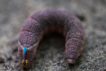 Mimas tiliae butterfly caterpillar before pupation.