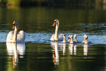 A family of swans swim through the water. Lake and swans. Swan and his baby bird