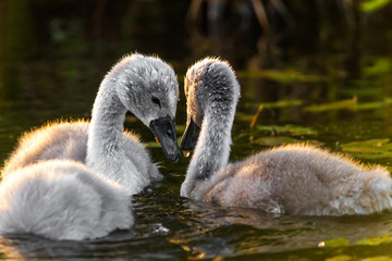 little swans