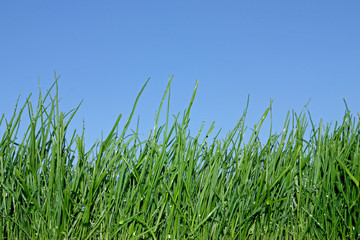 Gras