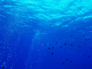 Fototapeta na wymiar 青い海と魚群