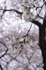 桜の木