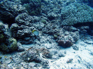 チョウチョウウオとサンゴ礁