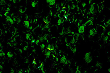Abstract background of dark green leaves