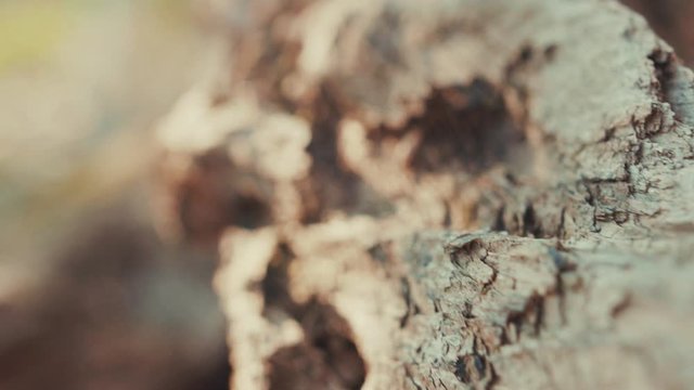 Texture bark of brown wood tree in forest environment landscape textured detail park dark branch sunshine grung beautiful light close up slow motion