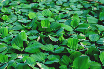 Natural green leaf background for design. 