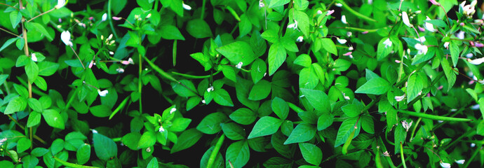 Fototapeta na wymiar Dark green tropical leaf background 
