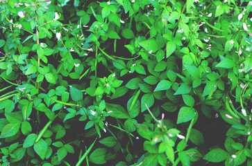 green leaves background