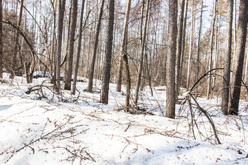 Snowy forest in spring, lit by the bright sun under a blue sky in spring. Landscape of spruce, fir, birch. Suitable for printing on banners, envelopes, postcards, mugs, magazines