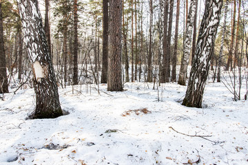 Snowy forest in spring, lit by the bright sun under a blue sky in spring. Landscape of spruce, fir, birch. Suitable for printing on banners, envelopes, postcards, mugs, magazines