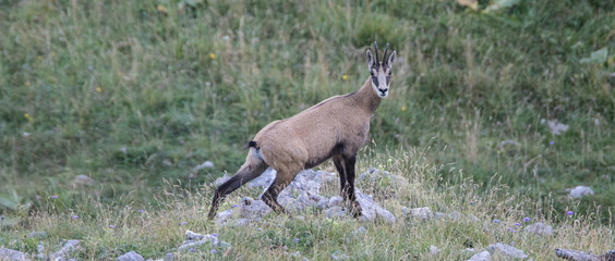 Wildlife