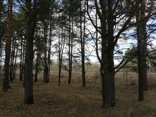 forest in the morning