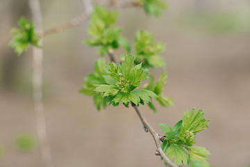 Young green leaves on a branch in the garden in spring. Selective focus