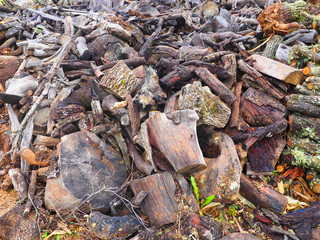Montón de troncos de árboles en el bosque