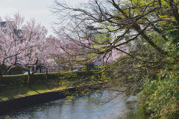 Fototapeta na wymiar Image of Cherry blossoms blooming in the park