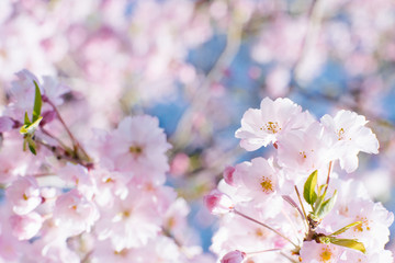 Spring cherry blossoms blooms, pink flowers, Sakura Japanese flowers season. Selective focus. Blooming tree on the background of nature. Spring Background. Copy space