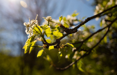 cherry blossom in spring