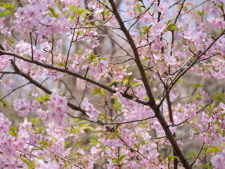 Mejiro bird on the cherry blossom tree in Japan.