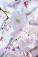 A blooming tree with delicate pink flowers. Soft focus. Background of spring flowers of decorative cherry trees. Selective focus. Blooming tree on the background of nature. Spring Background