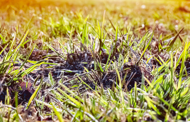 spring grass growth. summer is coming . the lights of a sun
