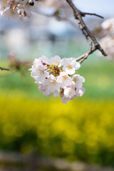黒目川の桜