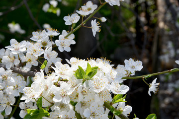 white flowers on a tree