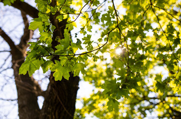 green leaves in the sun