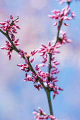 Purple canadian flowers on a branch on a Sunny spring day against a blue sky. Selective focus. Spring card