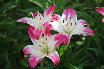 Beautiful Lily flower on green leaves background. Lilium flowers in the garden outdoors. Summer flower background.