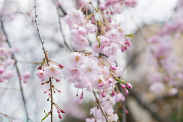 Soft focus cherry blossom Or cherry blossom on the background of nature. Selective focus. Spring flowers in the garden