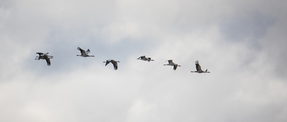 Wildlife