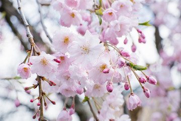 Cherry blossoms in full bloom. Cherry blossoms in small clusters on a cherry branch. Shallow depth of field. Spring flowers. Selective focus