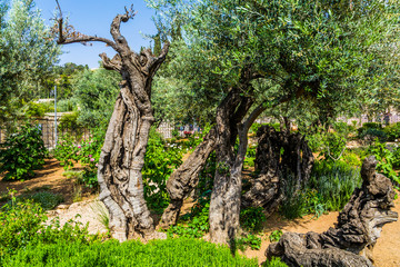 Fototapeta na wymiar Very ancient olives