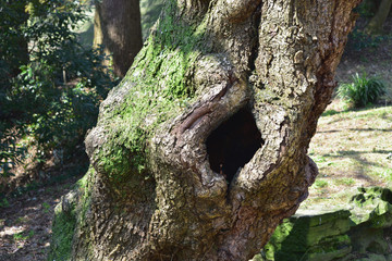 Image of Tree cave in the park