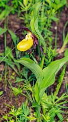 Cypripedium calceolus L.