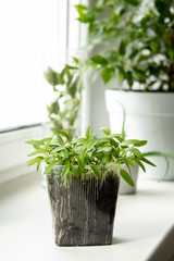 Growing herbs and plants on the windowsill.