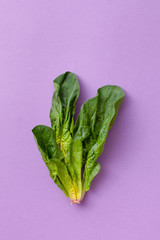 Fresh spinach leaves on a purple background