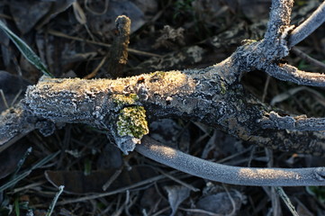 Dry branches and roots of trees covered with spring hoarfrost.